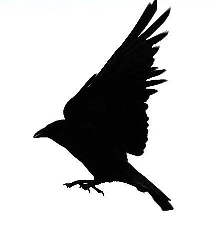 Silhouette Of A Blackbird - ClipArt Best