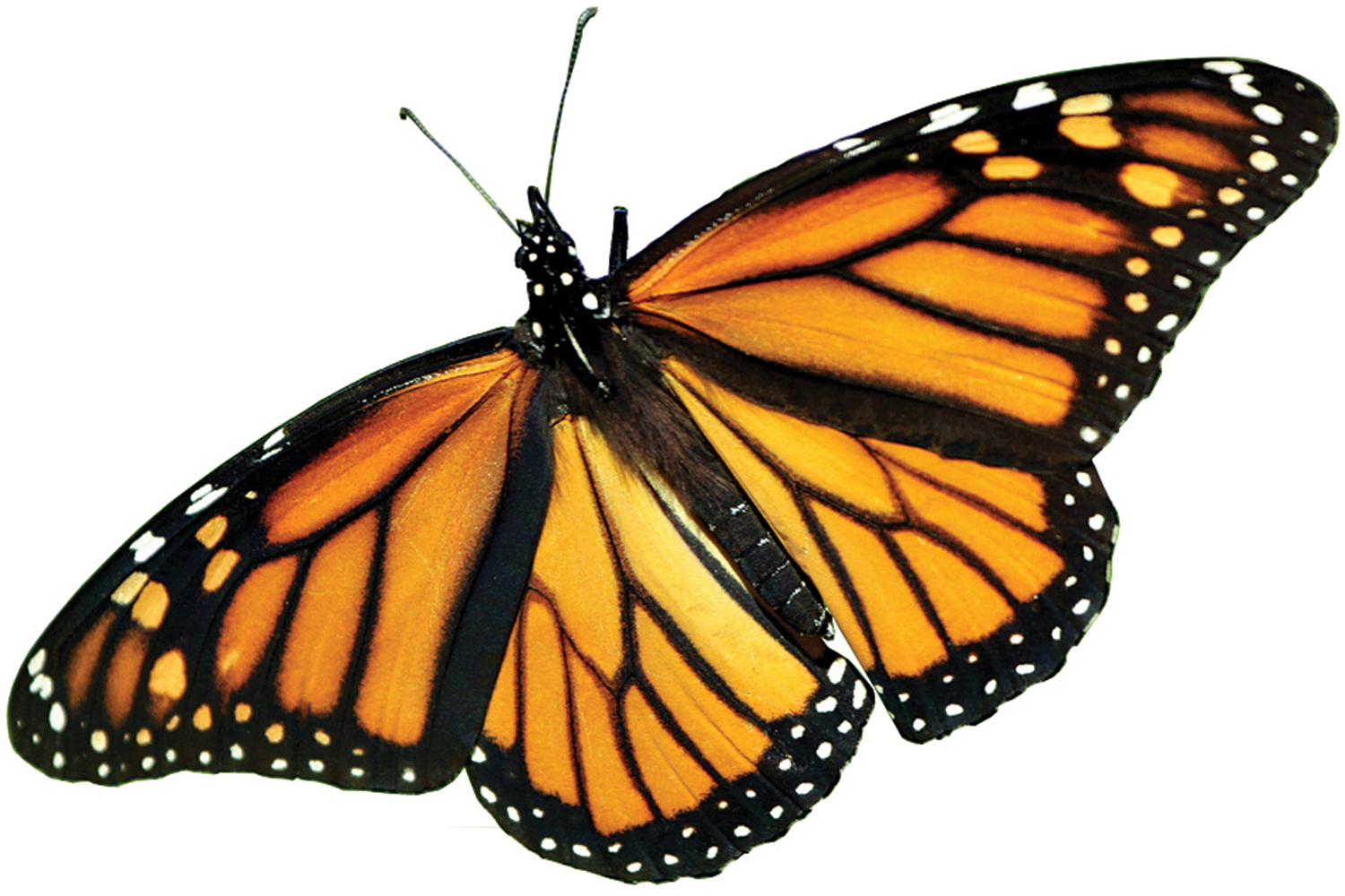The farm bill and the precipitous decline of monarch butterflies ...