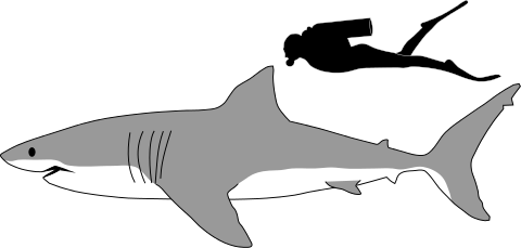 Great white shark - Wikiwand