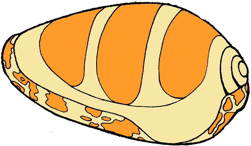 Shell Clip Art - Free Clipart Images