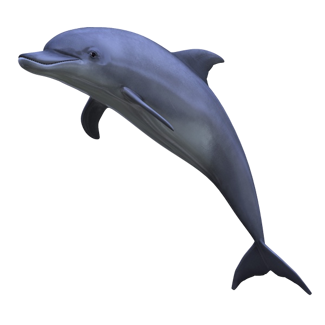 Dolphin PNG image free download