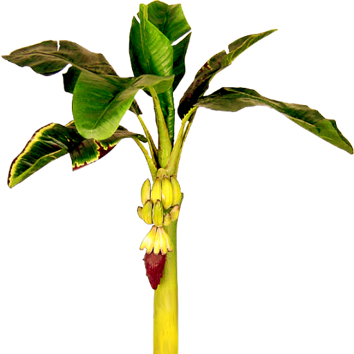 Clip Art Banana Tree