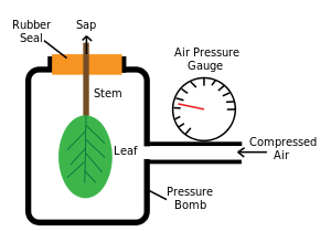 Xylem - Wikipedia