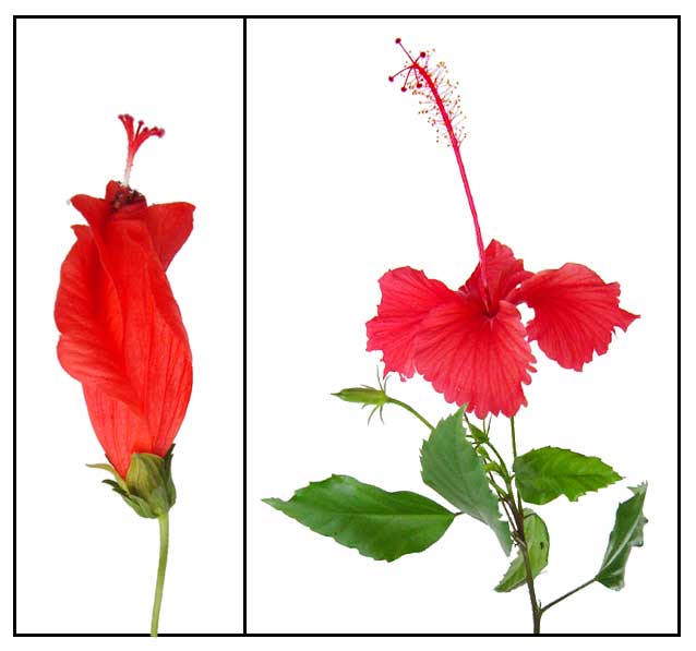 Labeled Flowers - ClipArt Best