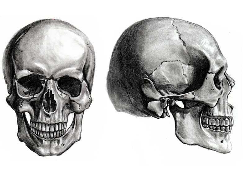 Learn Skull By Mb07709 Memorize Remember And Understand