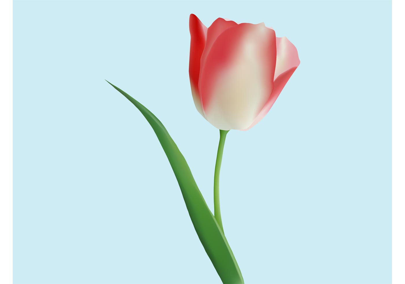 Free Tulips Vector