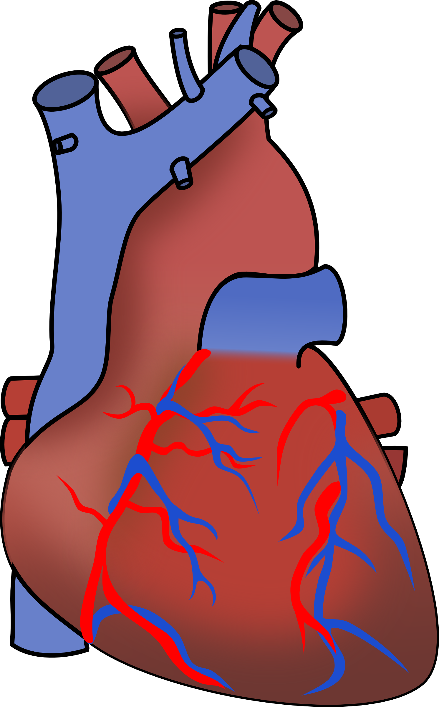 Human Heart Clip Art - Free Clipart Images