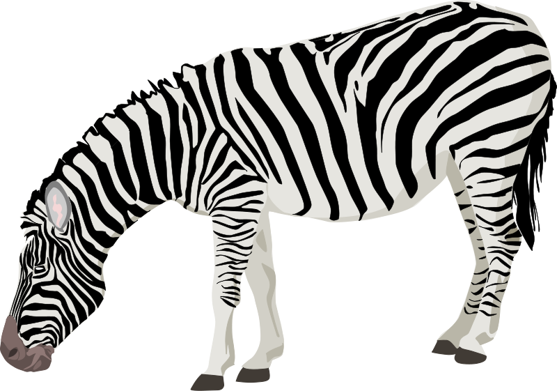 Zebra | Free Stock Photo | Illustration of a zebra | # 14395