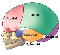 Picture Of The Skull - ClipArt Best