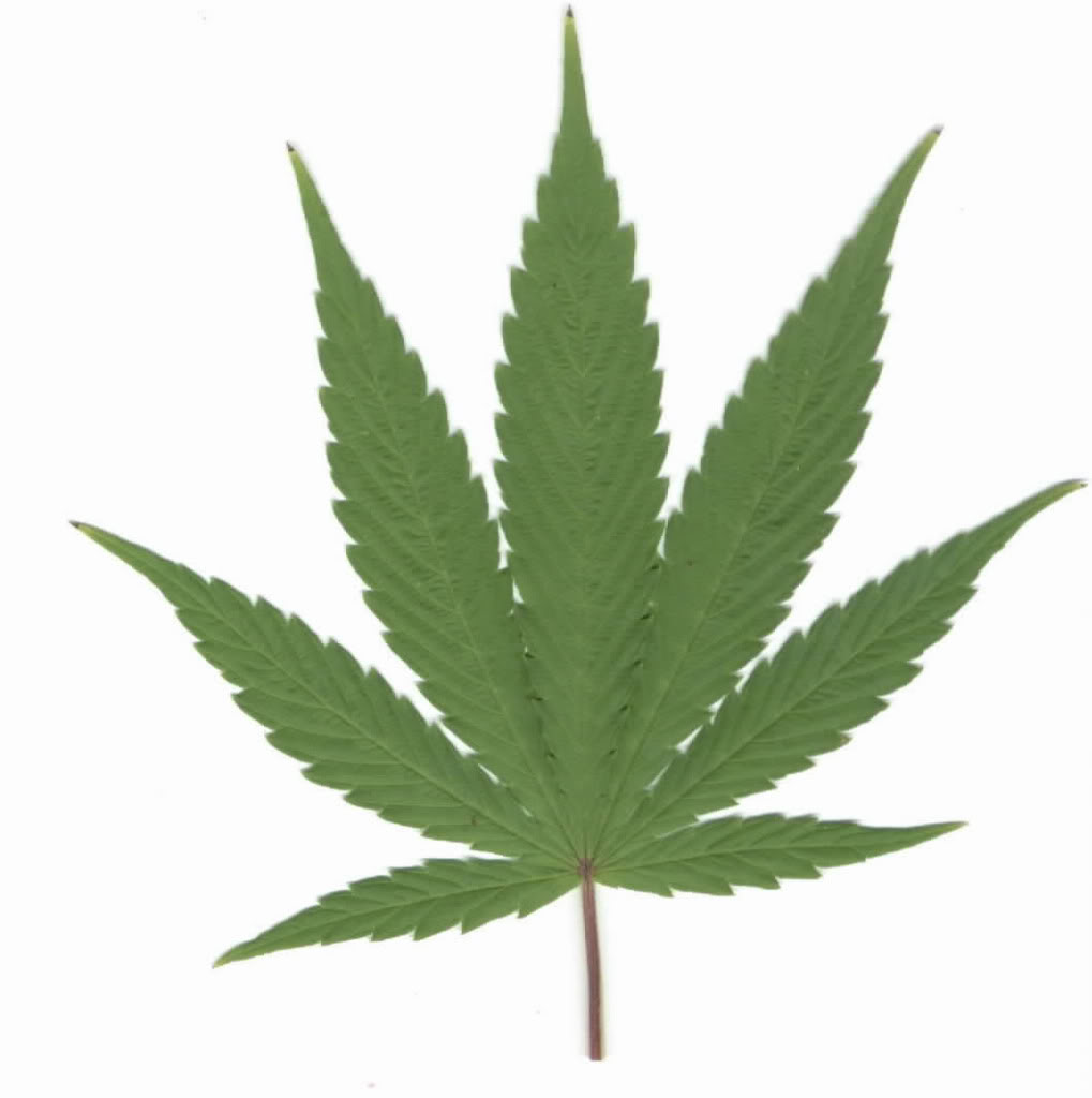 Free marijuana leaf clipart