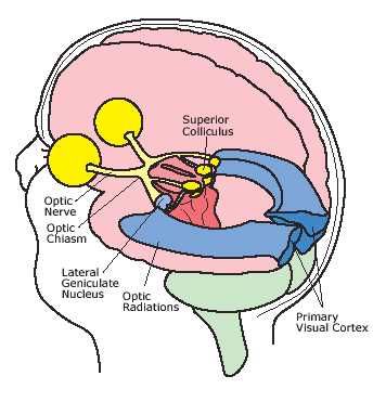 Simple Diagram Of The Brain - ClipArt Best