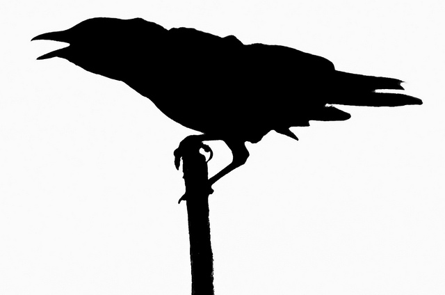 crow silhouette | Flickr - Photo Sharing!