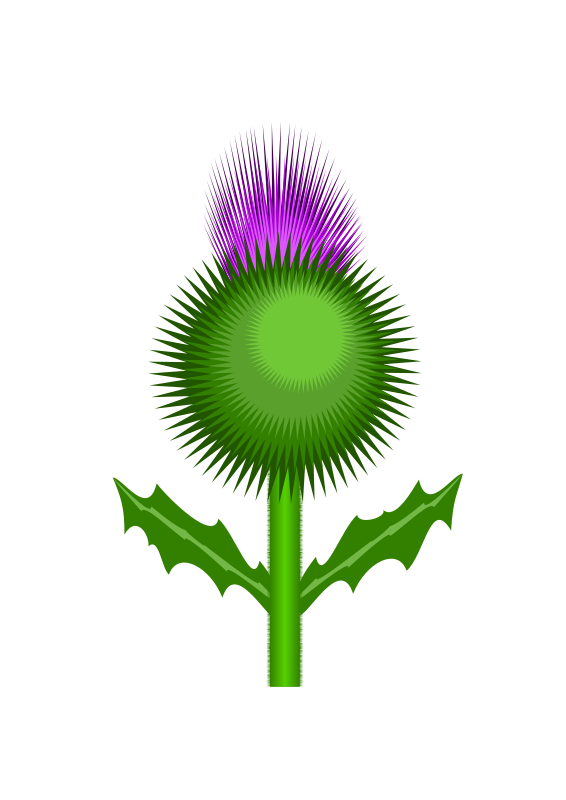 Clipart - Scottish Thistle