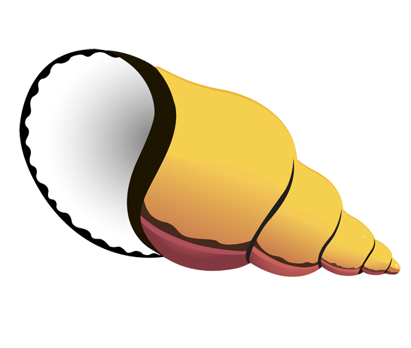 Shells Clipart