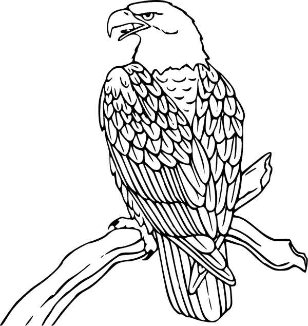 bald eagle coloring sheet bald eagle coloring page for kids free ...