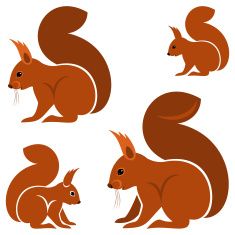 Squirrel Illustration | Squirrel ...