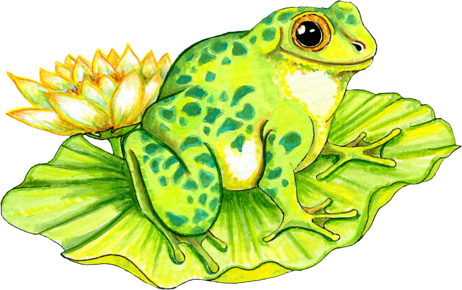 Cartoon Frog On Lily Pad - ClipArt Best - ClipArt Best