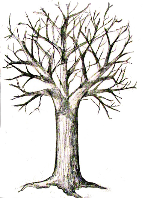 Tree Roots Drawing - ClipArt Best