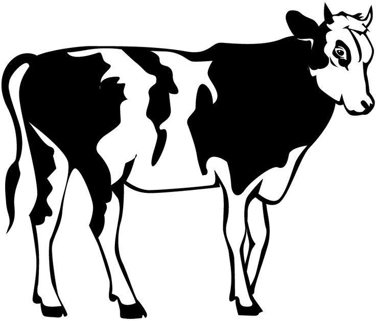 1000+ images about Cow