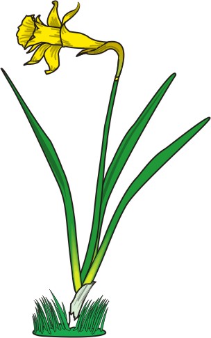 Cartoon Daffodils