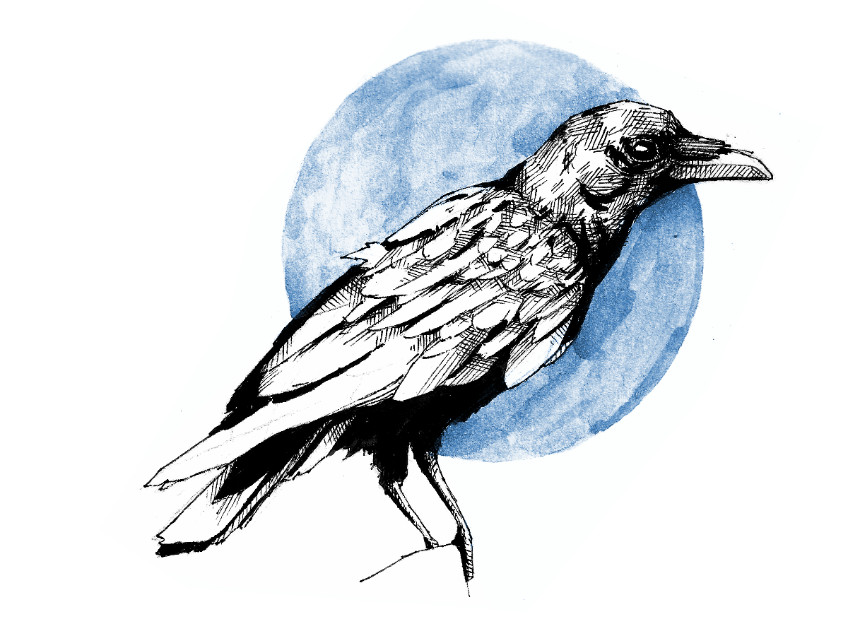 February 22nd - Crows : SketchDaily