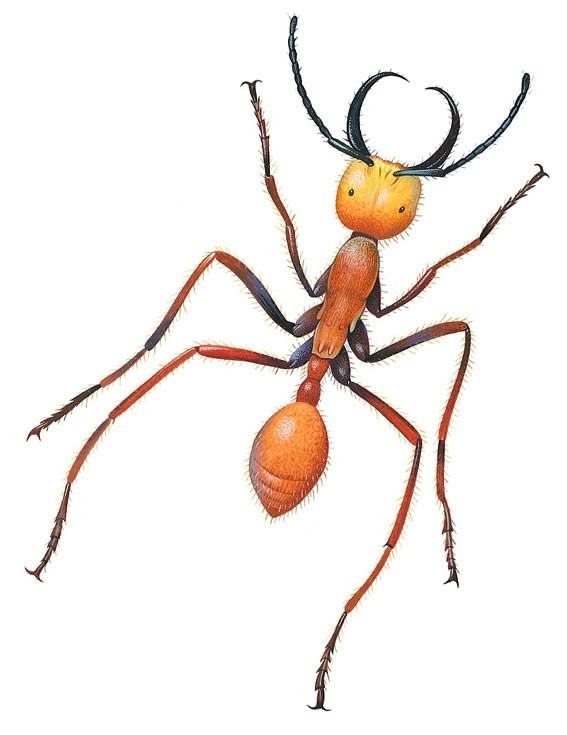 Ants - Q-files Encyclopedia