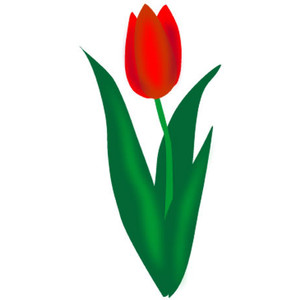 Tulip clip art - Polyvore