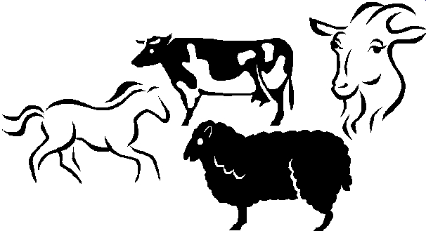 Livestock Show Animal Clipart