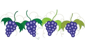 ripe_grapes_growing_on_the_ ...