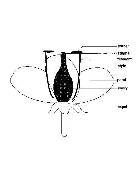 Lesson 4.3, Plants and Pollination