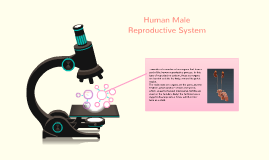 Human male reproductive system by Melgie Dela cruz on Prezi