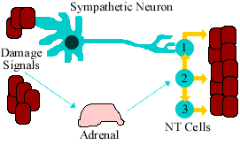 Yale Adrenal Research