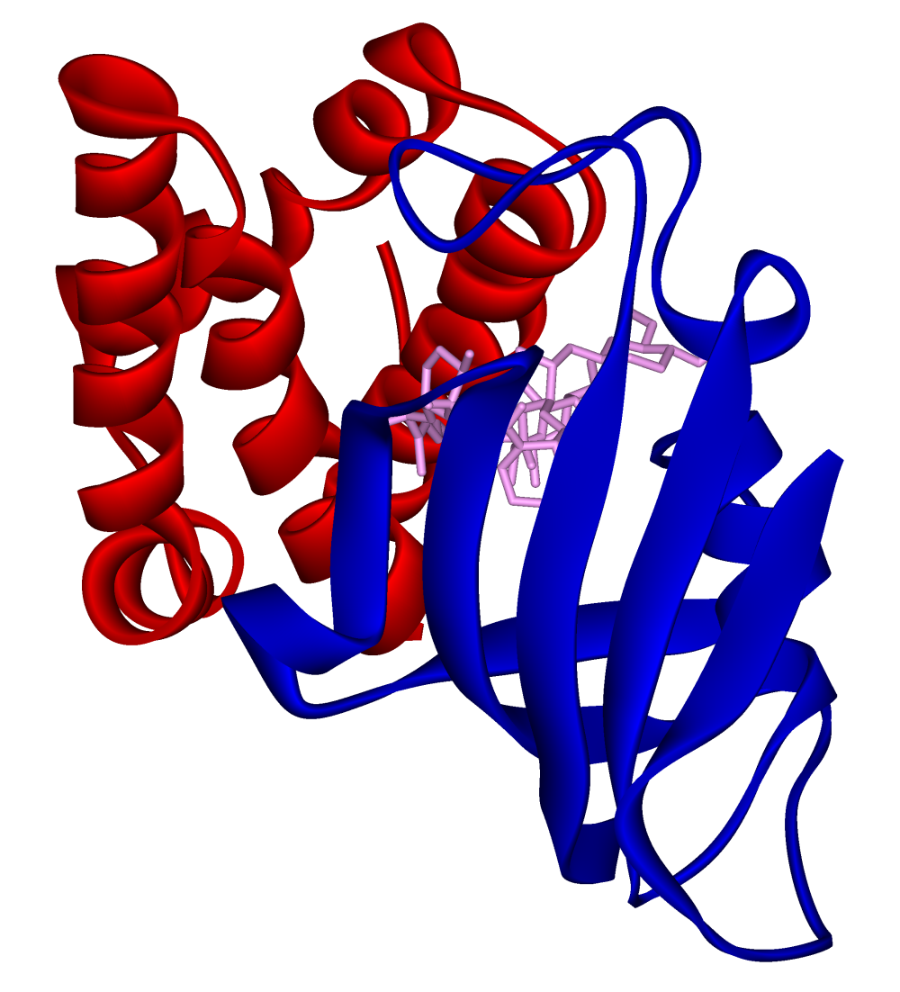 Discovery and development of mTOR inhibitors