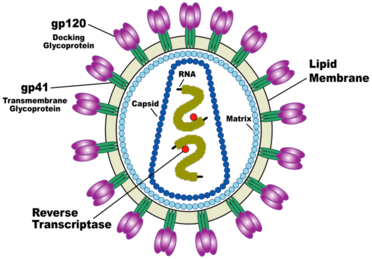 AIDS to conquering HIV - The Naked Scientists