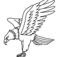 Eagle : Coloring pages, Free Kids Games, Drawing for Kids, Videos ...