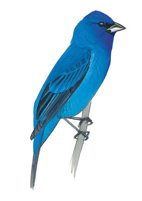 Blue Grosbeak | Audubon Field Guide