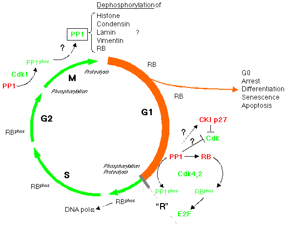 Frontiers in Bioscience, 4 d22-42, January 1, 1999]