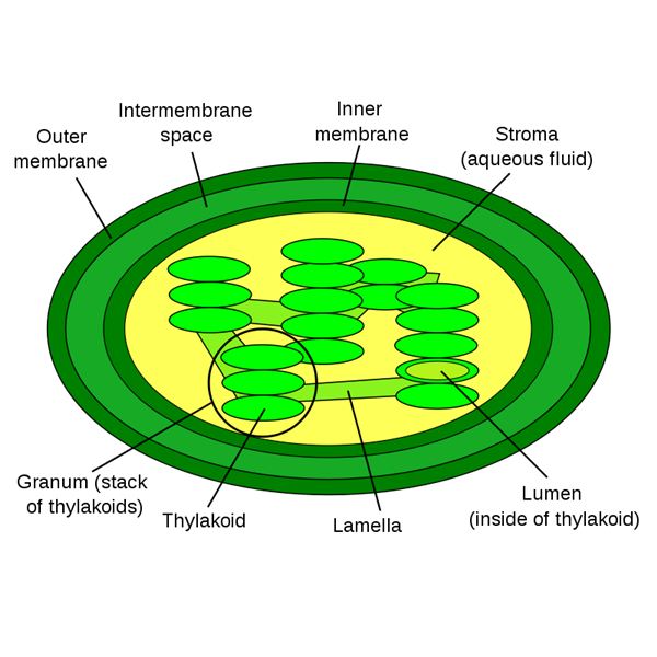 MrsRappsClass - Chloroplast