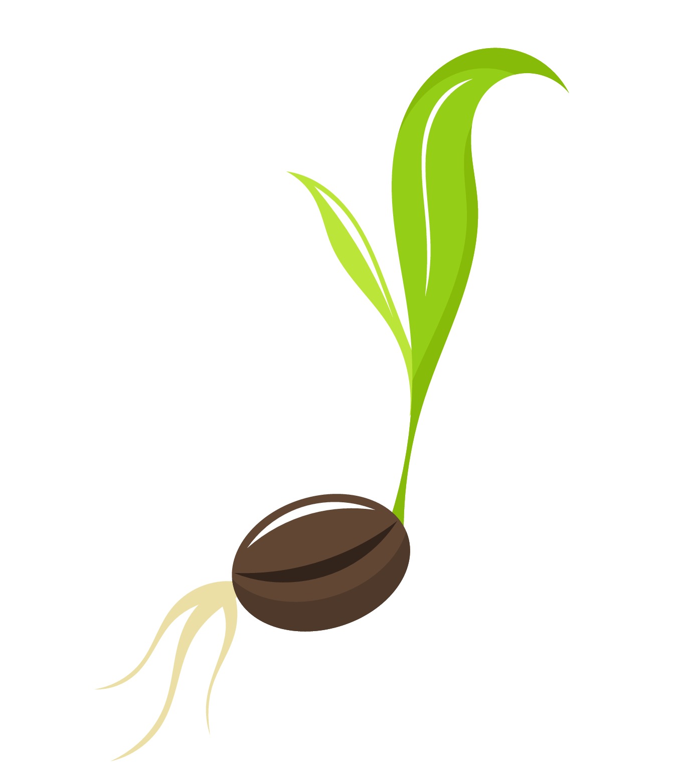 From Seed To Plant Clipart