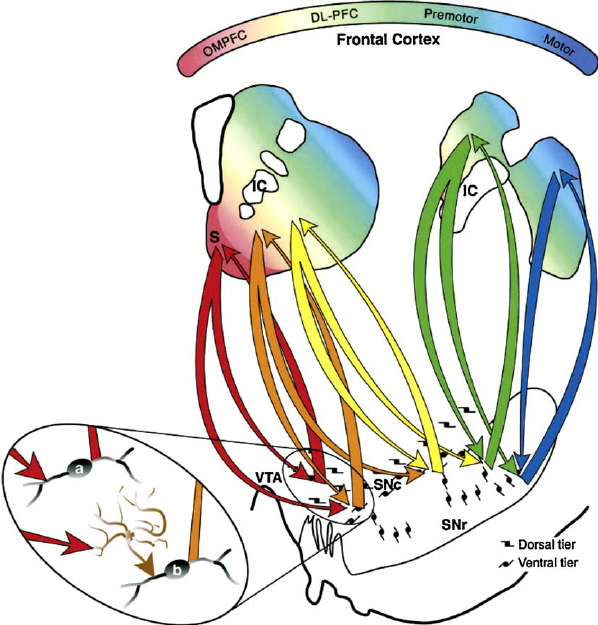 Diagram illustrating the organisation of dopamine neuron ...