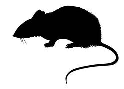 Rat Clip Art Free Images - Free Clipart Images