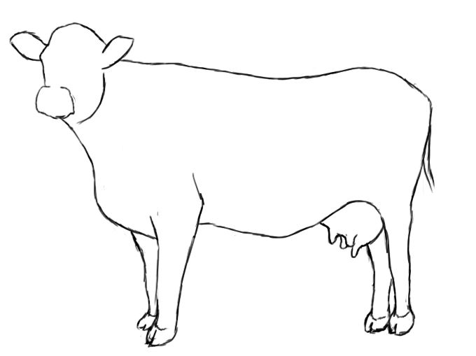 A Cow | Cow, Cattle and Jersey Cows