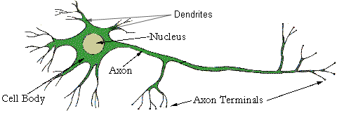 The Human Nervous System - Biology Online