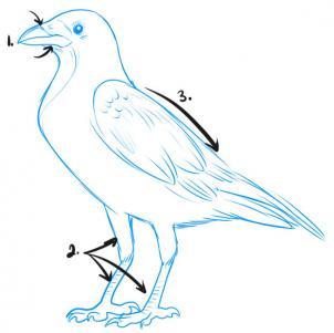 How to Draw a Crow, Step by Step, Birds, Animals, FREE Online ...