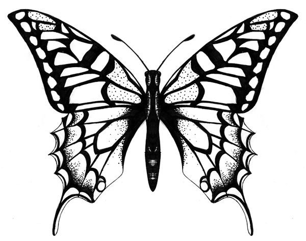 Line Drawings Of Butterflies | Free Download Clip Art | Free Clip ...