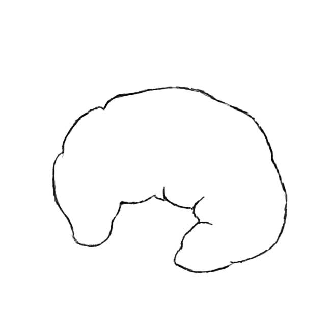 How to draw a croissant : Step 2 - ClipArt Best - ClipArt Best