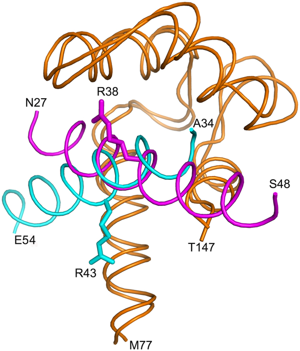 Structural Basis for the Interaction of Unstructured Neuron ...