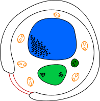 Yeast cell english.svg