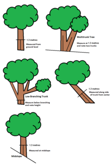 Tree measurement