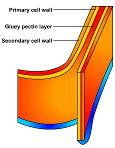 All about the plant cell :)